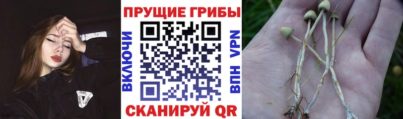 Псилоцибиновые грибы Psilocybe  сколько стоит  Кувшиново 